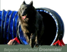 Belgischer Schäferhund  Groenendael